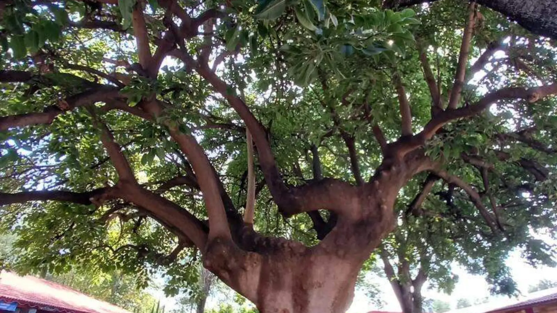 Árbol de la vida (2)